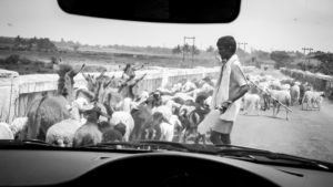 Indian shepherd with flock of sheep, Hassan District, Karnataka, India Indian shepherd with flock of sheep, Hassan District, Karnataka, India